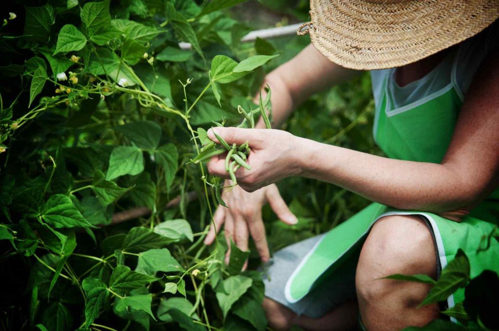 Lavorare in agricoltura